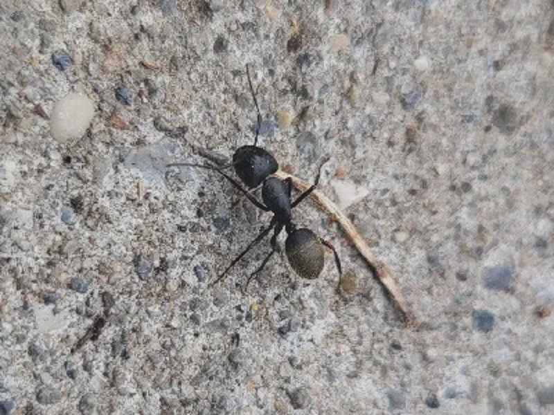 Fourmi charpentière ouvrière sur un trottoir à Toronto