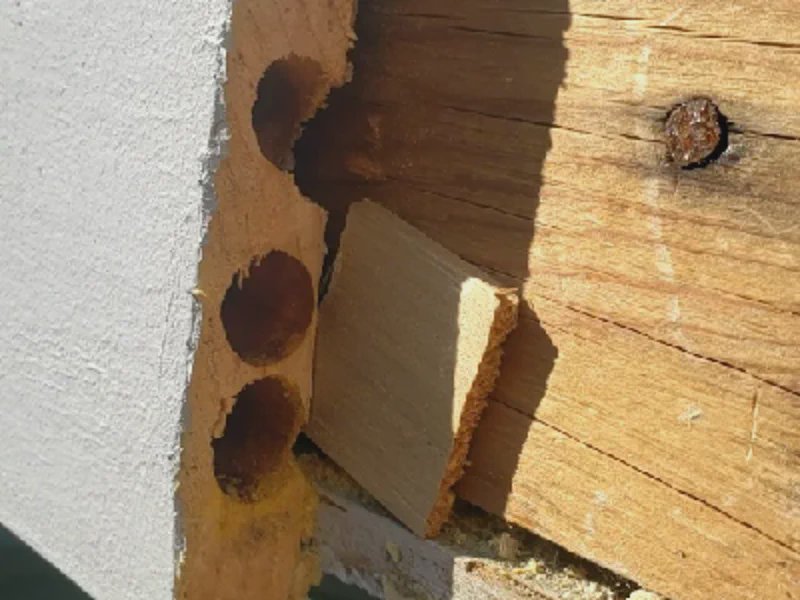 Carpenter bee tunnels in painted wood fascia board in Toronto home