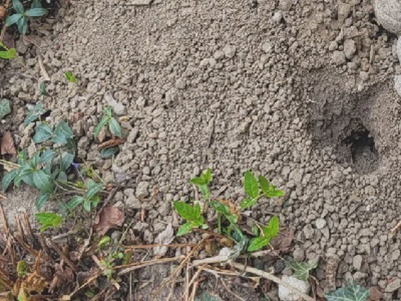 Rat burrow entrance under a porch in Toronto
